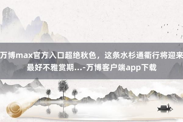 万博max官方入口超绝秋色，这条水杉通衢行将迎来最好不雅赏期...-万博客户端app下载